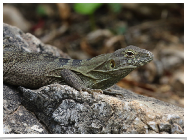 Spiny-tailed Iguana